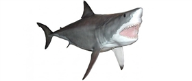 great white shark fishmount