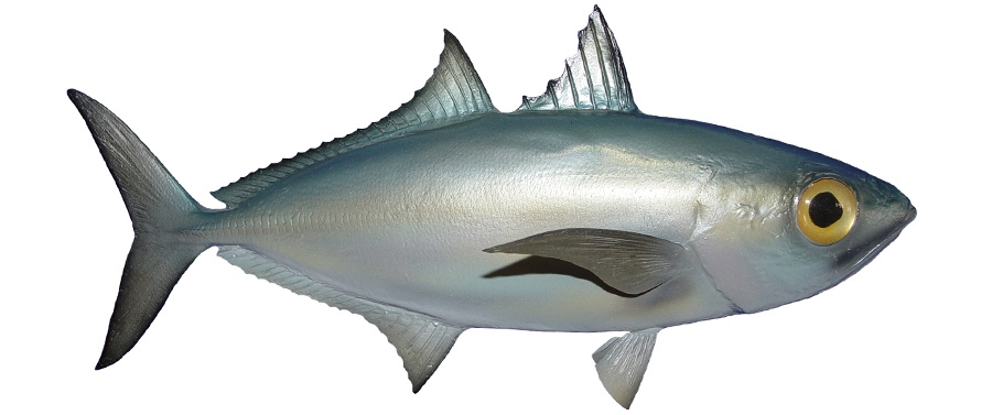 Goggle Eye Mackerel Live Bait Fish Stock Photo 56507407