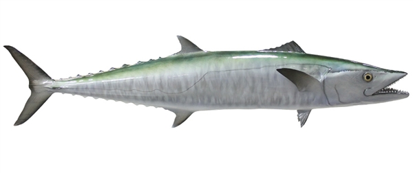 kingfish fishmount