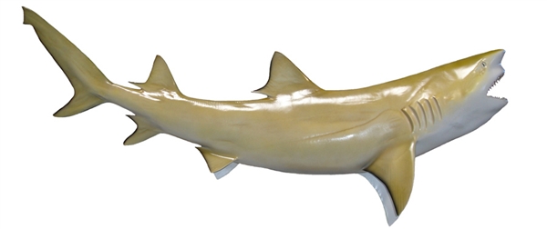 lemon shark fishmount