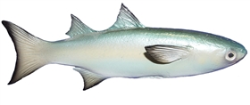 mullet baitfish fishmount
