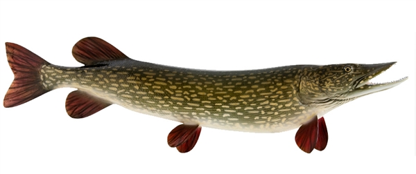 northern pike fishmount