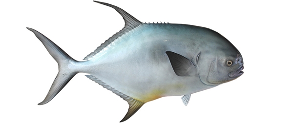 permit fishmount