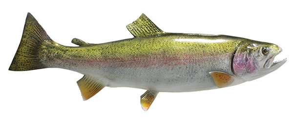 rainbow trout fishmount
