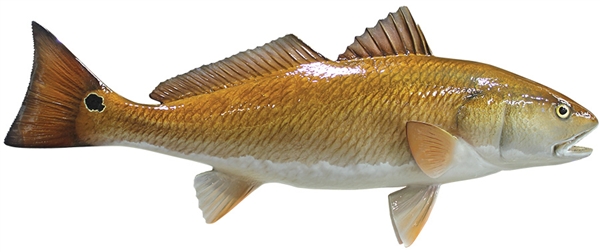 redfish fishmount