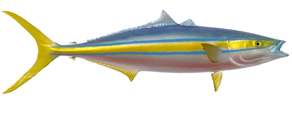 rainbow runner fishmount