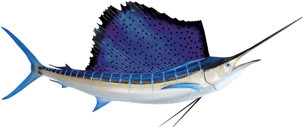 atlantic sailfish mount