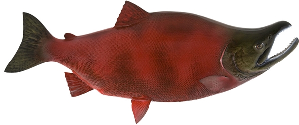 socke eye salmon fishmount