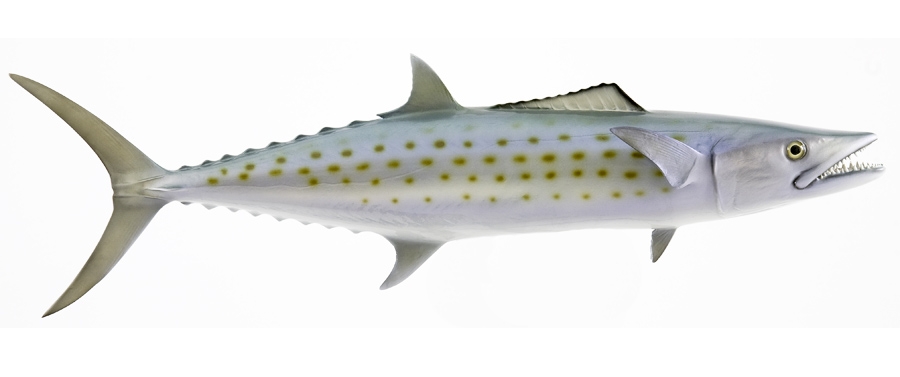 spanish mackerel fishmount