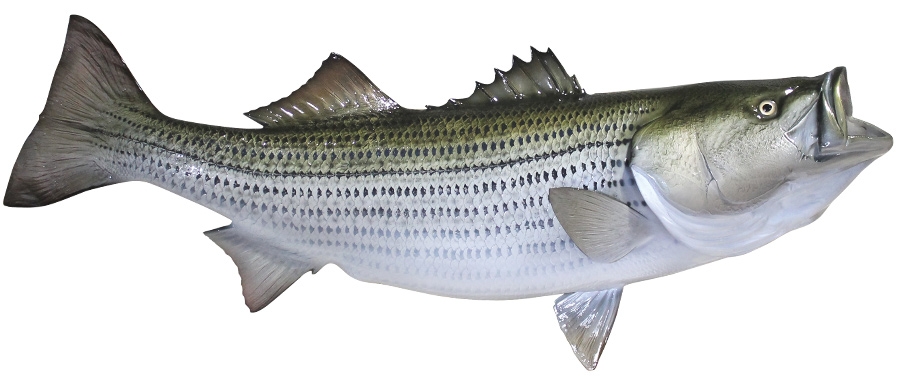 striped bass fishmount