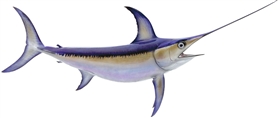 swordfish fishmount