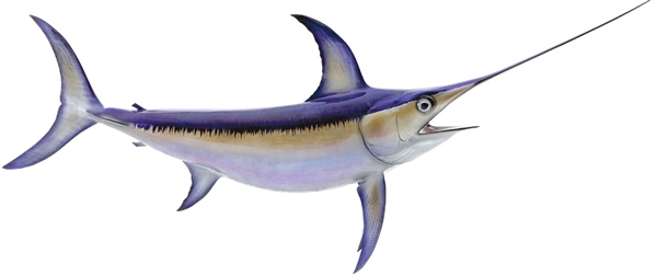 swordfish fishmount