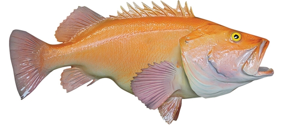 yellow eye rockfish fishmount