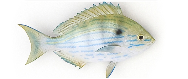 pinfish fishmount