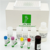 Beta Amyloid (1-40) ELISA Kit Human