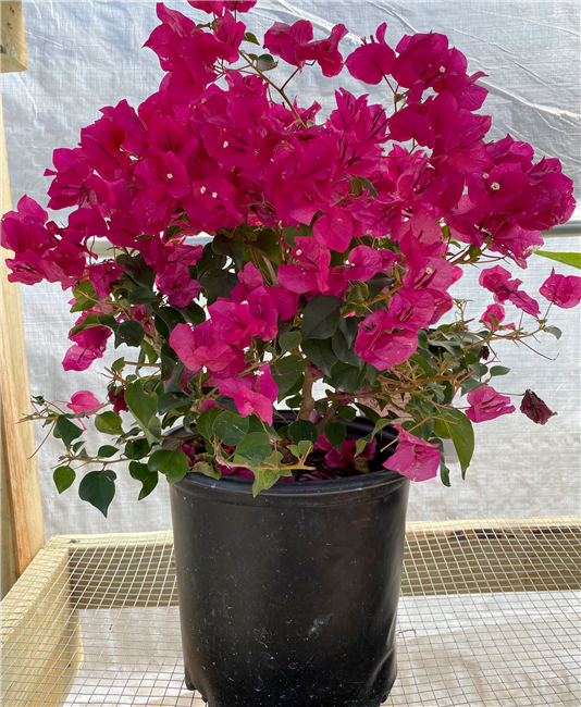 Bougainvillea - Juanita Hat 3GP