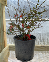 Texas Scarlet Quince #3