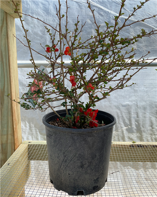 Texas Scarlet Quince #3