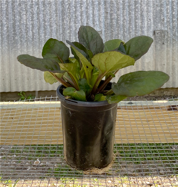 Ajuga - Catlins Giant Quart