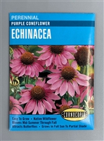 Cornucopia Purple Coneflower Echinacea