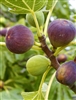 Turkey Fig Tree 5 Gallon Pot