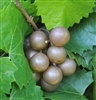 Carlos Muscadine Grape Plant