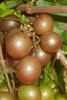 Chowan Muscadine Grape Plant