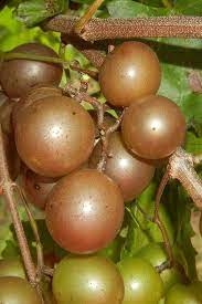 Chowan Muscadine Grape Plant