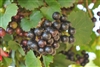 Nobel Muscadine Grape Plant