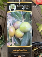 Olive Tree 1 gallon