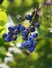 Brightwell Blueberry Plant