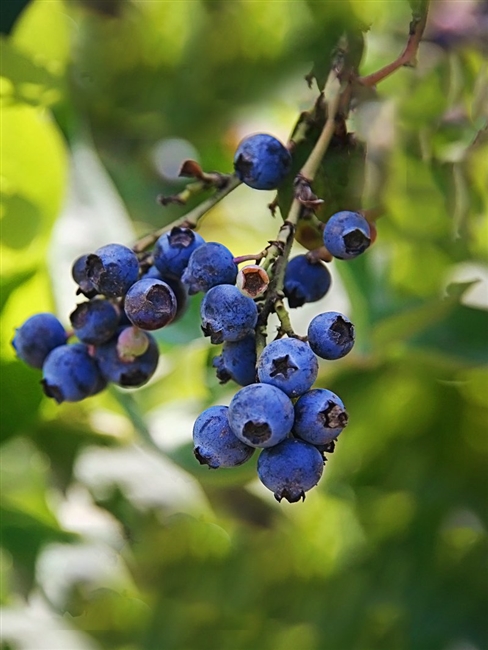 Brightwell Blueberry Plant