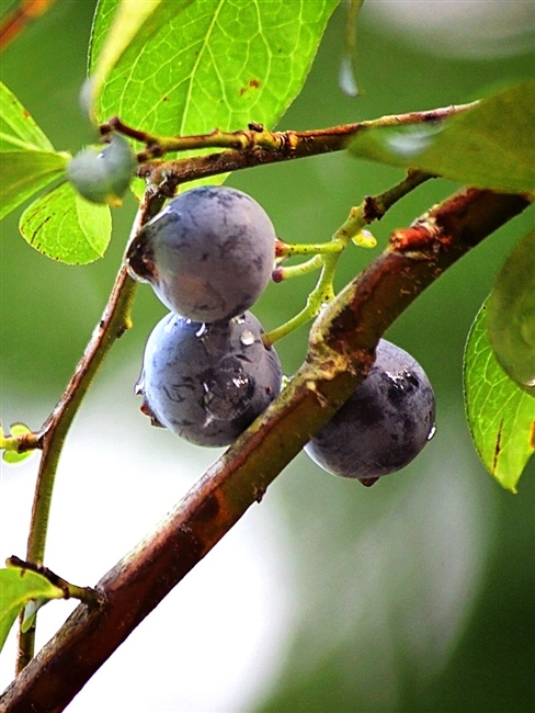 Climax Blueberry Plant