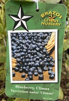 Climax Blueberry Plant, 3 Gallon