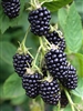 Natchez Black Berry Plant