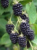 Natchez Black Berry Plant