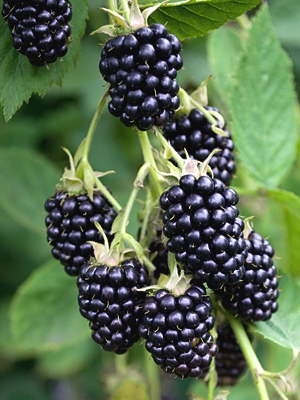 Natchez Black Berry Plant