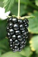Navajo Blackberry Plant