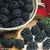 Osage Blackberry Plant