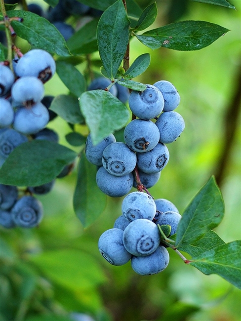 Premier Blueberry Plant