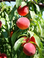 Florida King Peach Tree 5 Gallon Pot