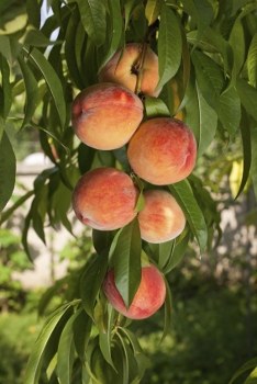 Sam Houston Peach Tree