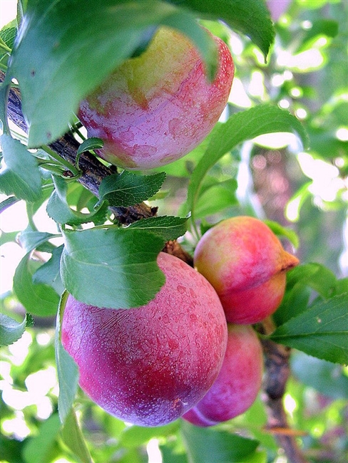 Santa Rosa Plum Tree 5 Gallon Pot