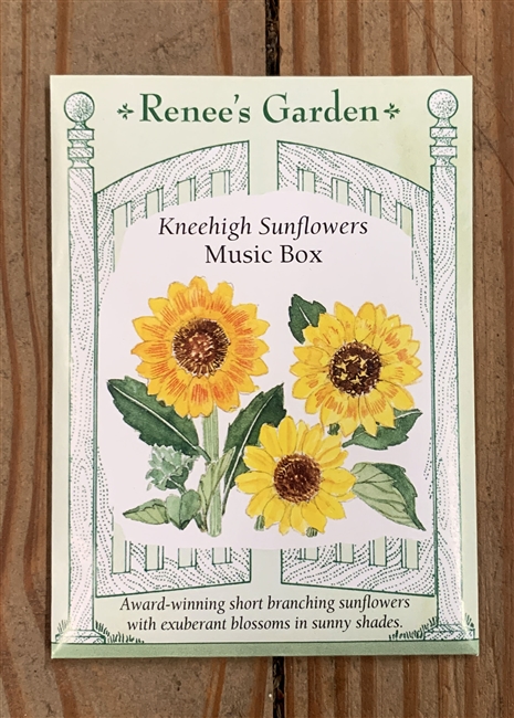Renee's Garden Kneehigh Sunflower Music Box