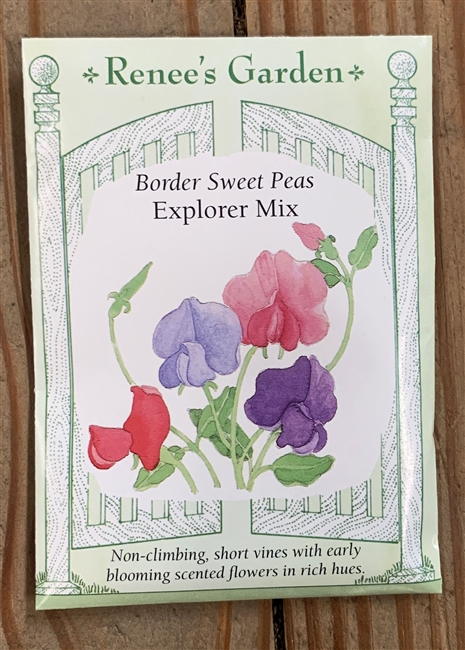 Renee's Garden Sweet Pea Explorer Knee-High