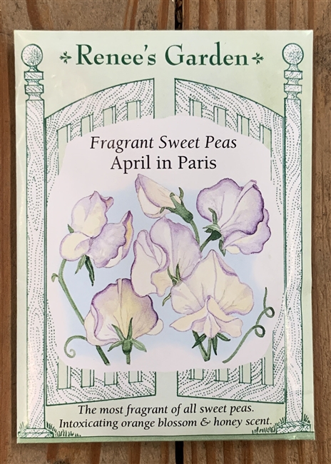 Renee's Garden Sweet Pea April in Paris