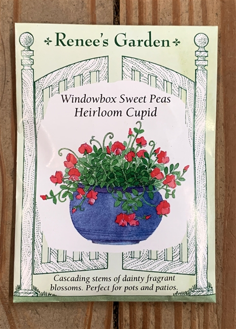 Renee's Garden Sweet Pea Cupid Windowbox