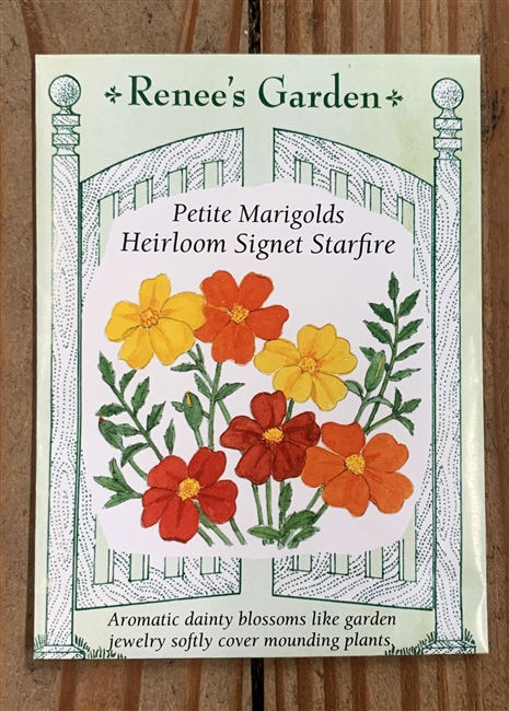 Renee's Garden Marigold Signet Starfire Container