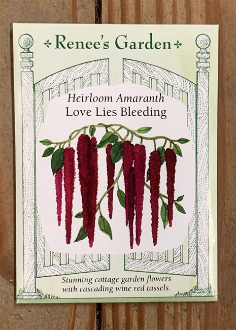 Renee's Garden Aramanth Love Lies Bleeding