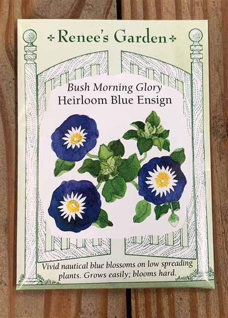 Renee's Garden Morning Glory Blue Ensign